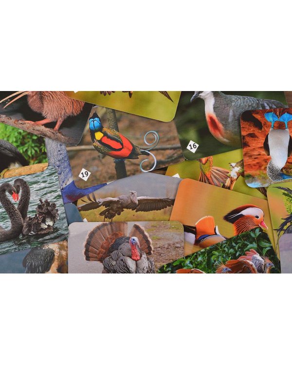 Мемо - Пернатый мир