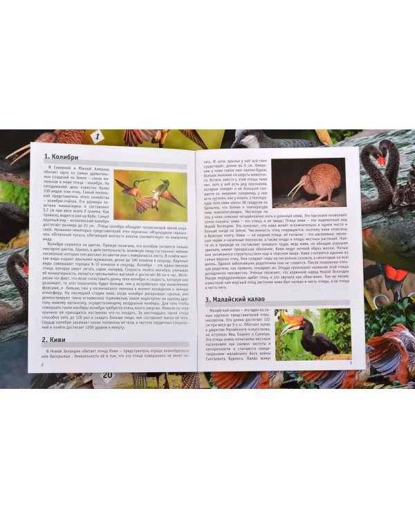 Мемо - Пернатый мир