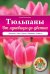 Тюльпаны. От луковицы до цветка