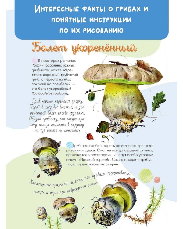 Грибы в лесу