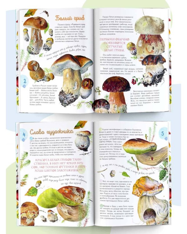 Грибы в лесу