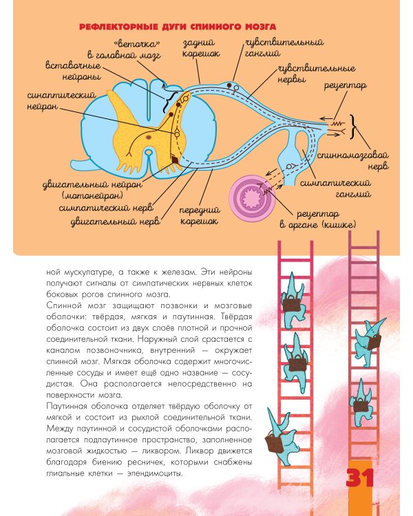 Мозг и нервная система