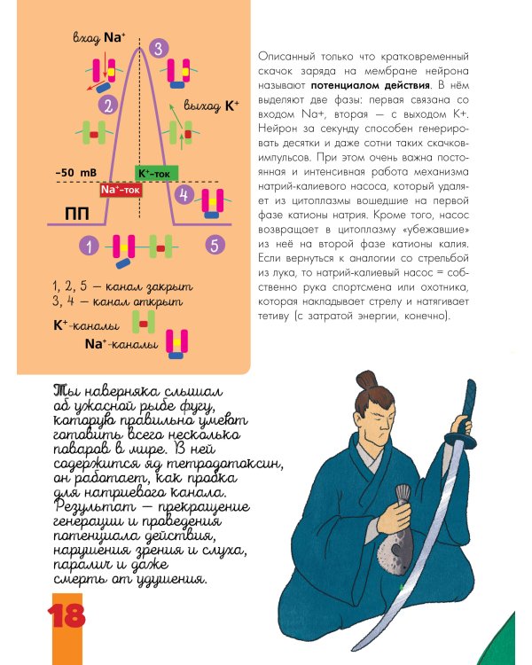 Мозг и нервная система