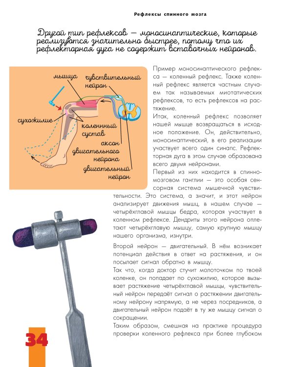 Мозг и нервная система