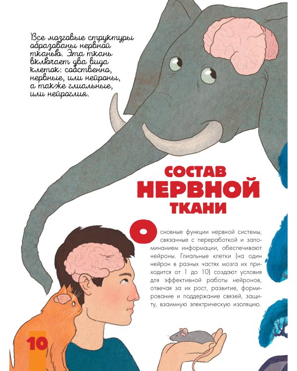 Мозг и нервная система