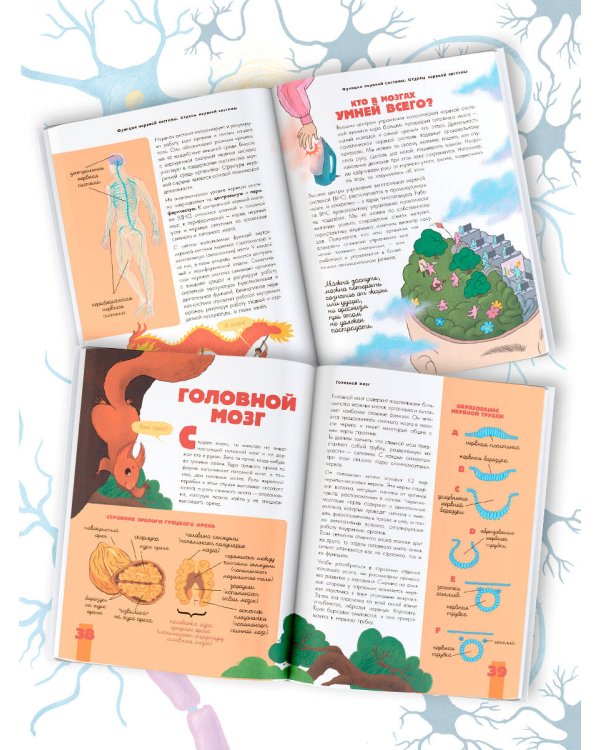 Мозг и нервная система