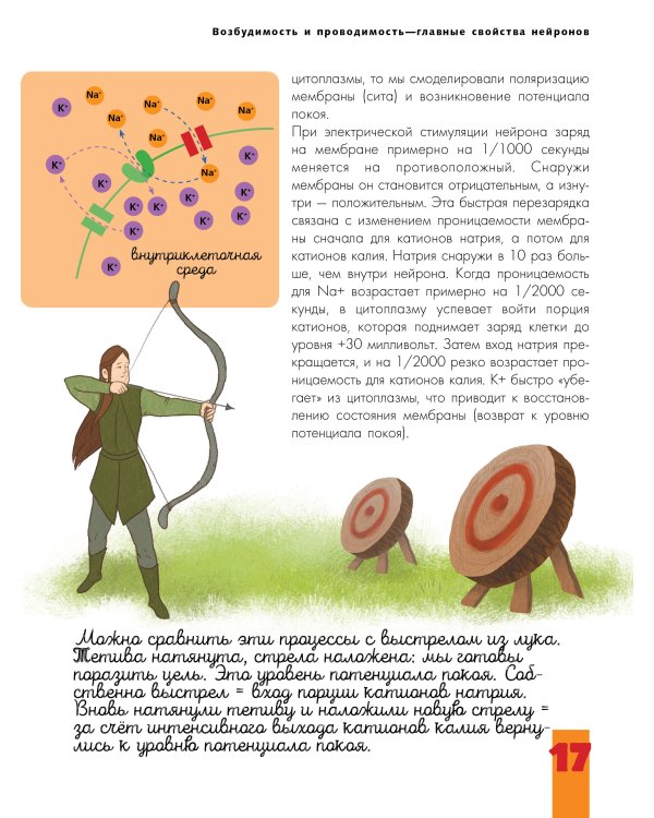 Мозг и нервная система