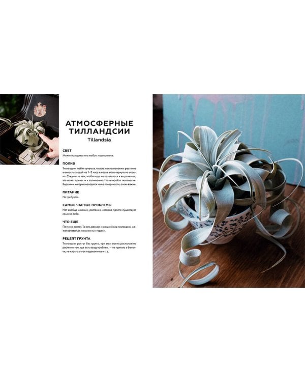 Поздравляю, у вас растение. Ты вырастишь дома джунгли, даже если все твои "бывшие" умерли