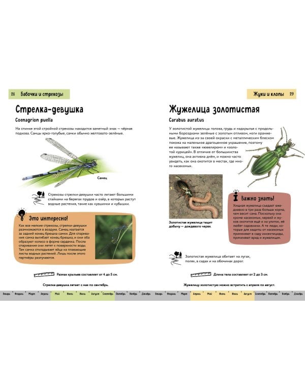 Насекомые. Краткий иллюстрированный справочник