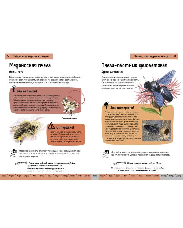 Насекомые. Краткий иллюстрированный справочник