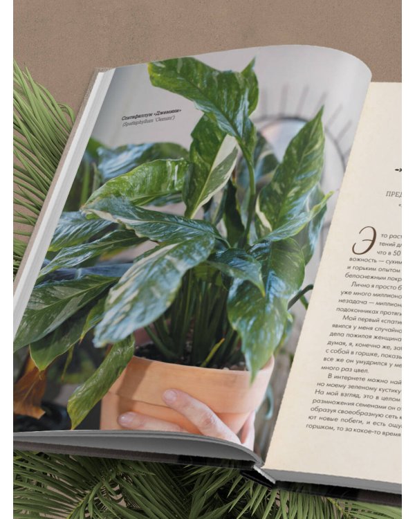 Секреты комнатных джунглей. О чем молчат растения и как понять, что им нужно на самом деле