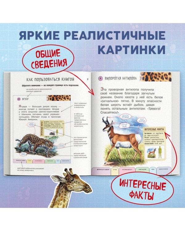 Все животные с крупными буквами