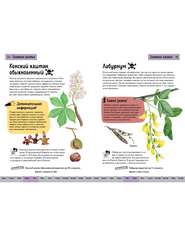 Растения. Краткий иллюстрированный справочник