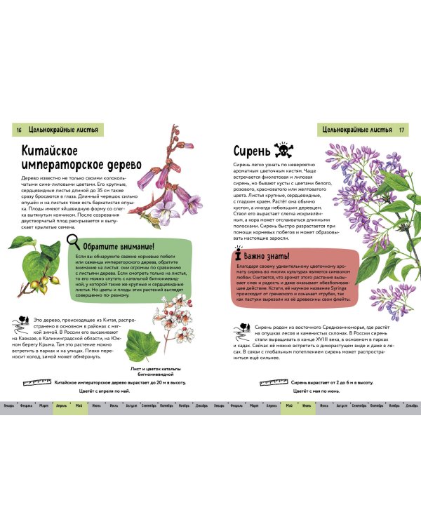 Растения. Краткий иллюстрированный справочник