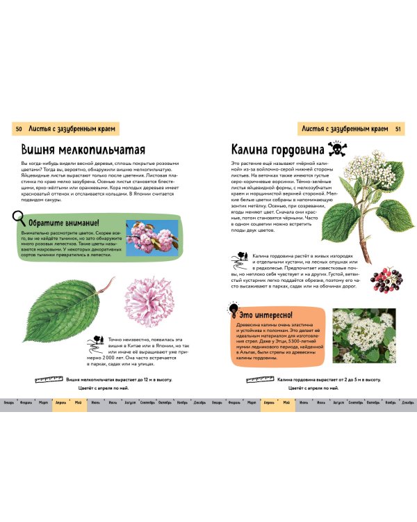 Растения. Краткий иллюстрированный справочник