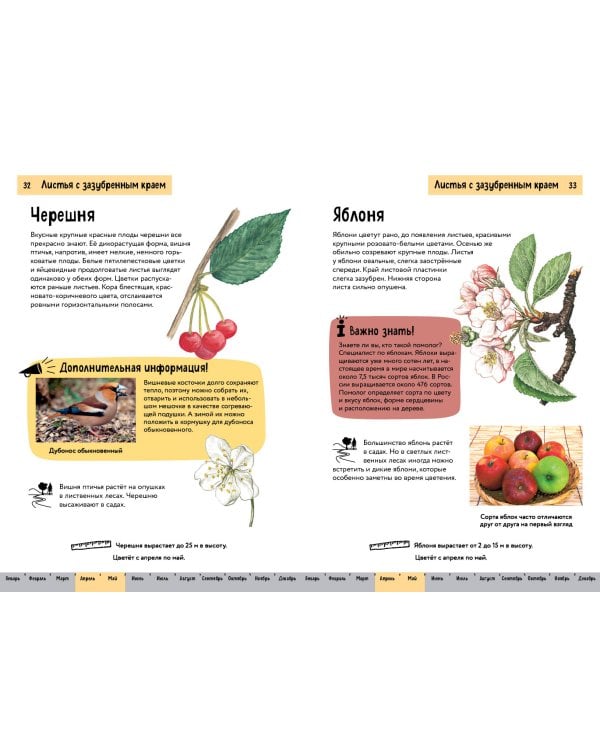 Растения. Краткий иллюстрированный справочник