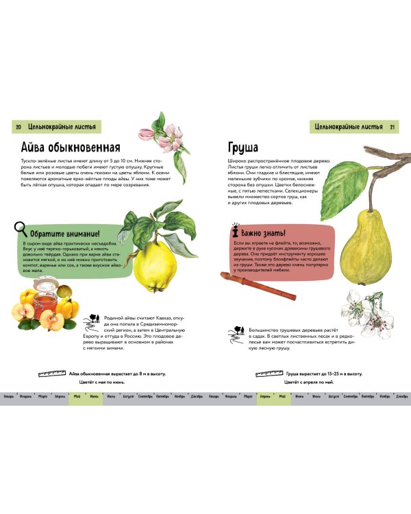 Растения. Краткий иллюстрированный справочник