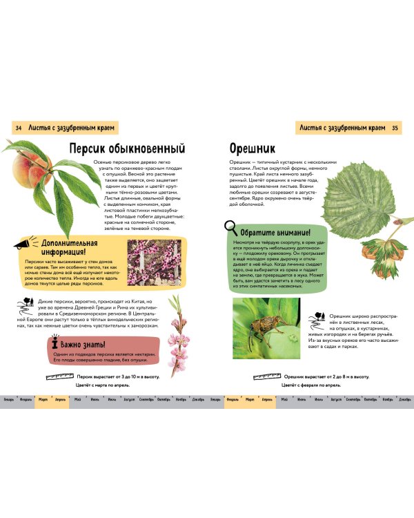 Растения. Краткий иллюстрированный справочник