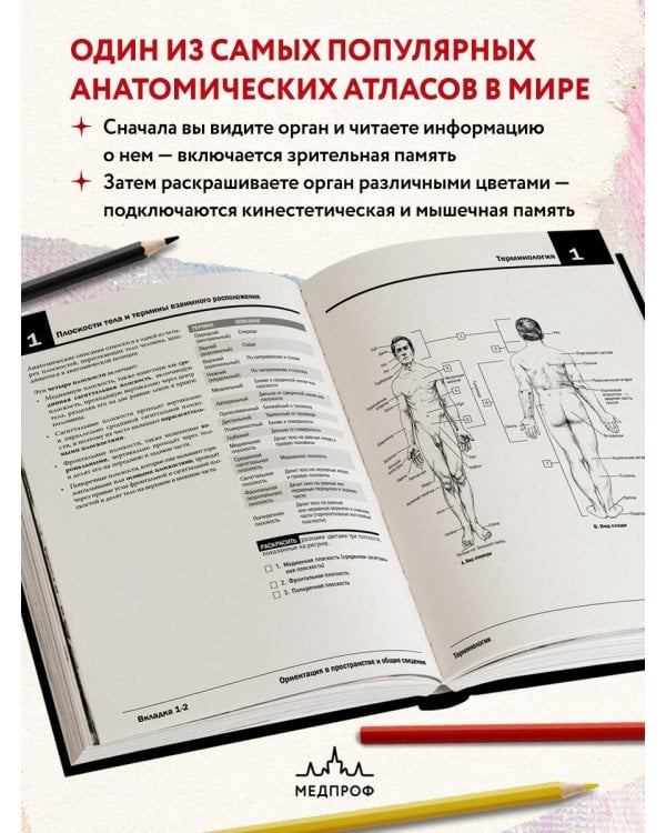 Анатомия Неттера: атлас-раскраска