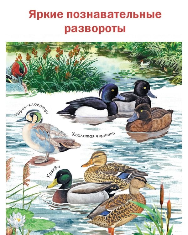 Рассказы о природе