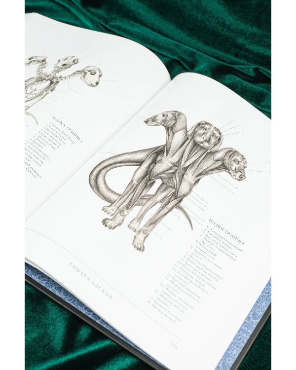 Воскреситель, или Анатомия фантастических существ: Утерянный труд доктора Спенсера Блэка