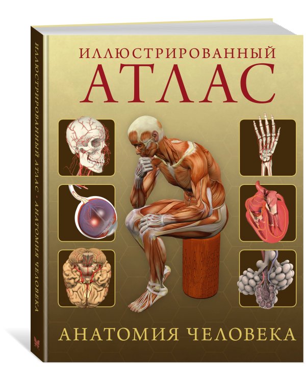 Иллюстрированный атлас. Анатомия человека