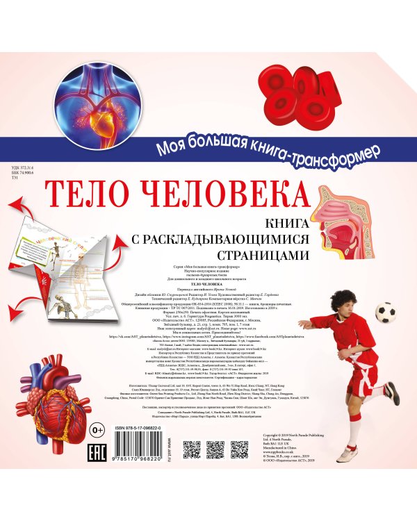 Тело человека