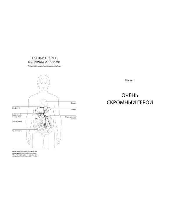 Помогите своей печени. Как сохранить здоровье важнейшего органа надолго