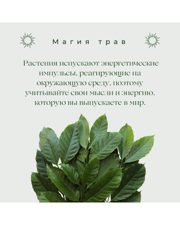 Магия трав. Древние практики исцеления травами