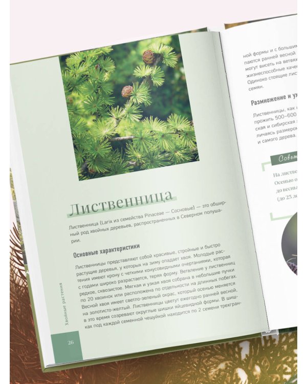 Роскошные хвойные. Виды, посадка, уход