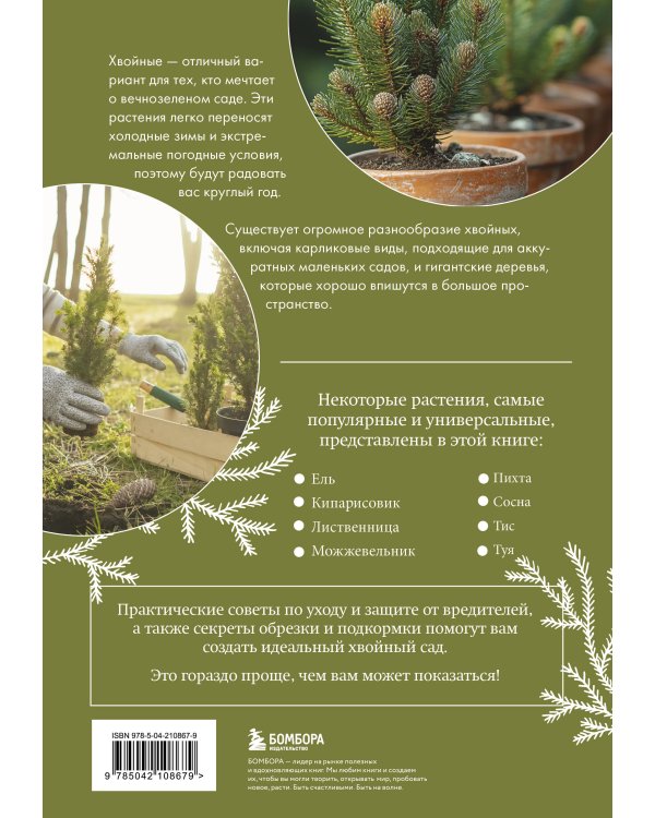Роскошные хвойные. Виды, посадка, уход