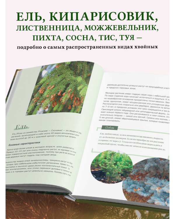 Роскошные хвойные. Виды, посадка, уход