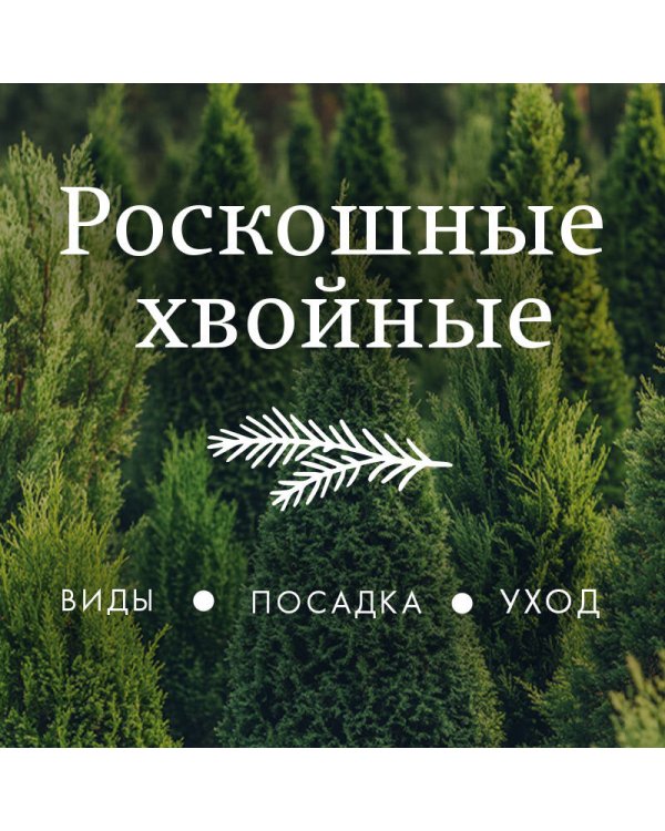 Роскошные хвойные. Виды, посадка, уход