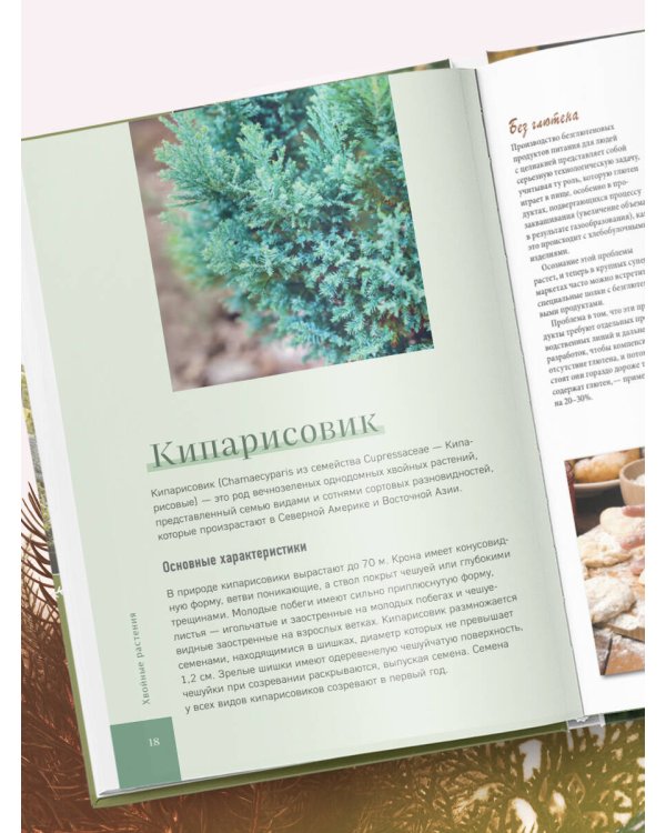 Роскошные хвойные. Виды, посадка, уход