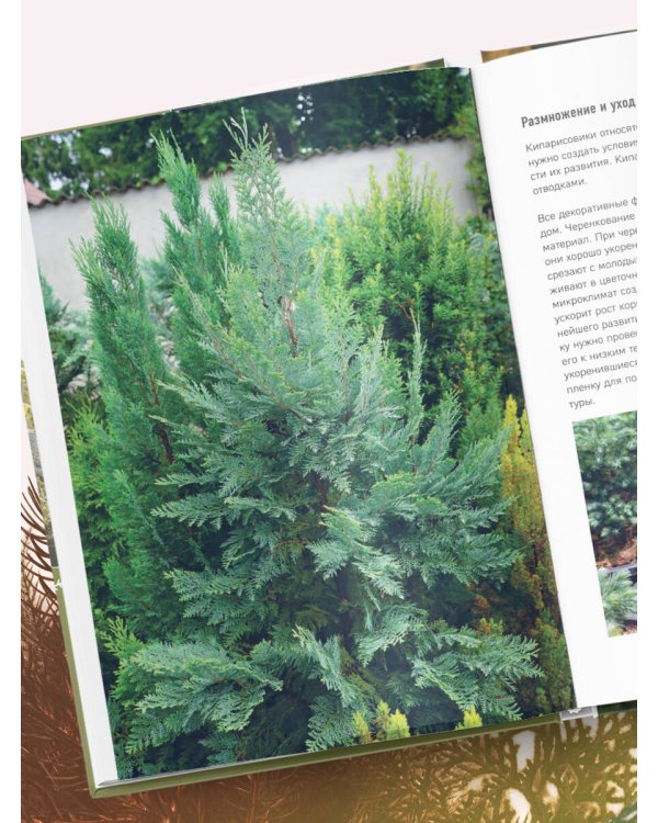 Роскошные хвойные. Виды, посадка, уход