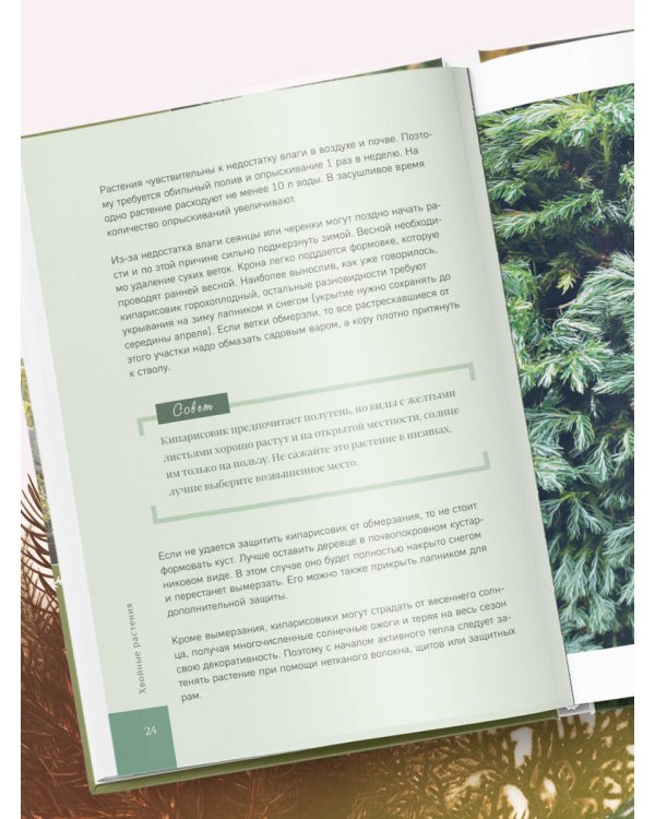 Роскошные хвойные. Виды, посадка, уход