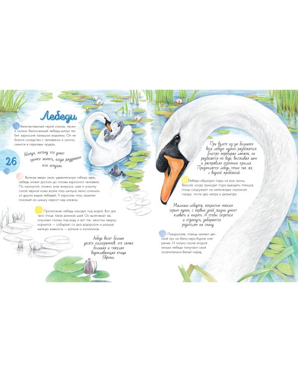 Жизнь пруда