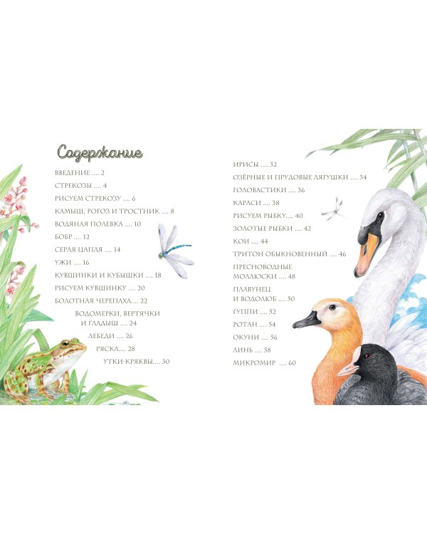 Жизнь пруда