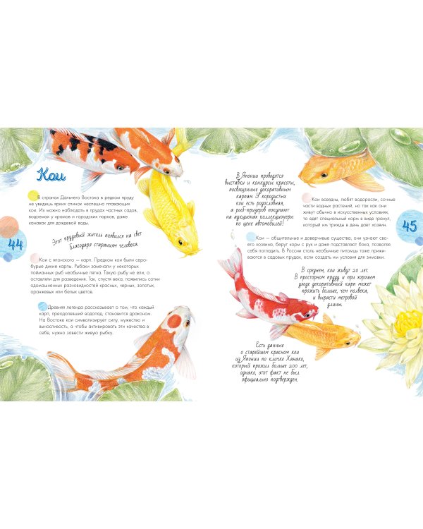 Жизнь пруда