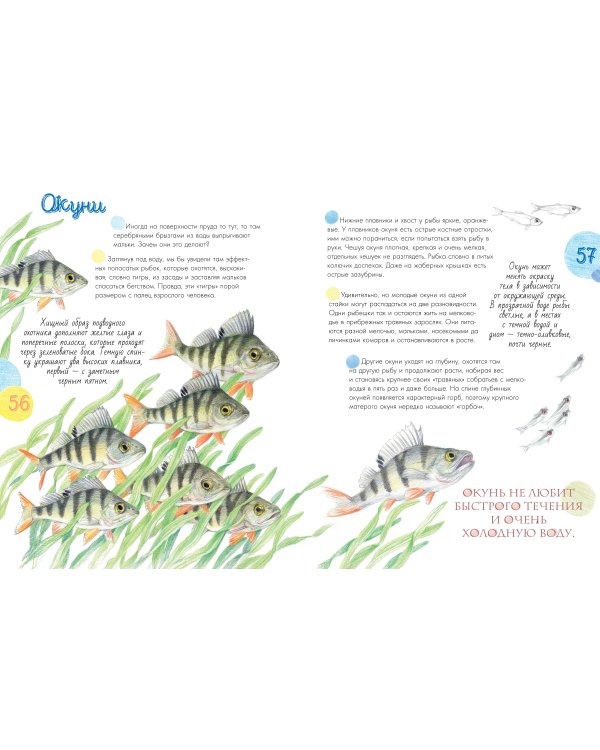 Жизнь пруда