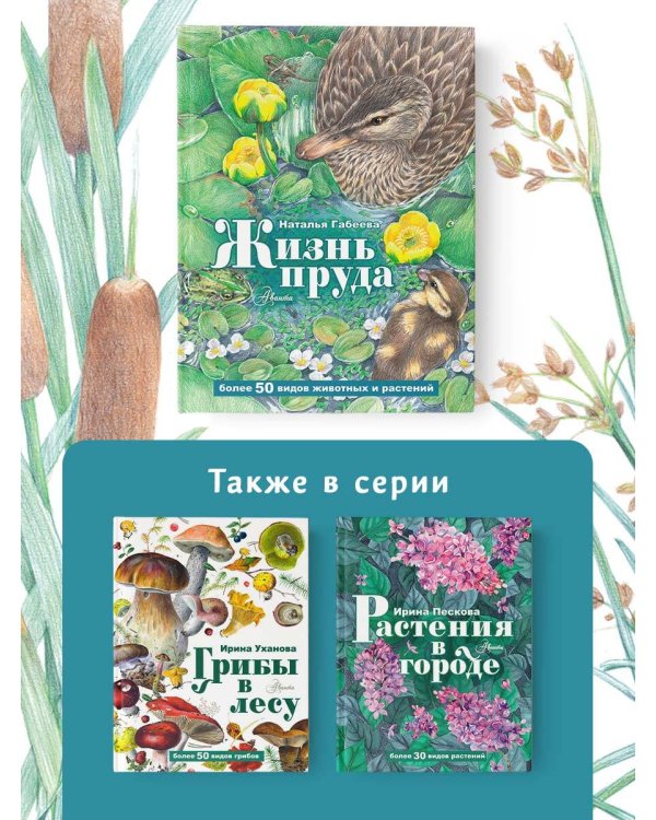 Жизнь пруда