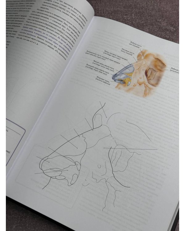 Анатомия Абрахамса. Атлас-раскраска