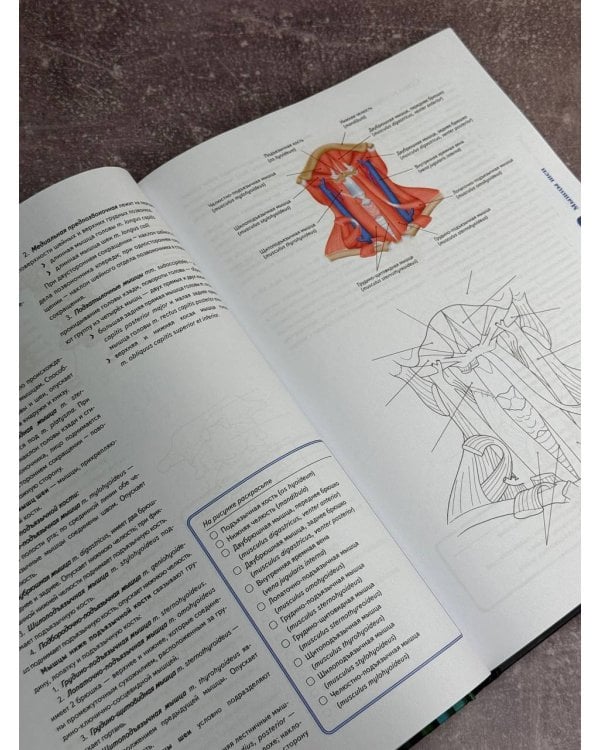 Анатомия Абрахамса. Атлас-раскраска