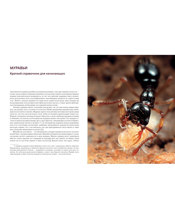 Приключения среди муравьев. Путешествие по земному шару с триллионами суперорганизмов