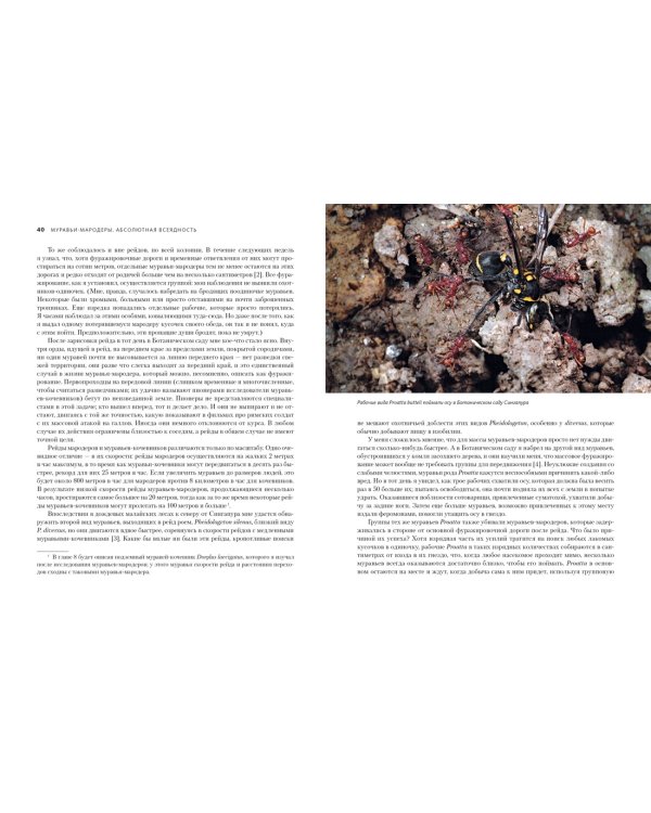 Приключения среди муравьев. Путешествие по земному шару с триллионами суперорганизмов