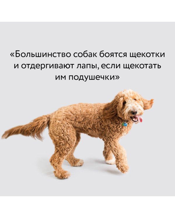 Рабочая тетрадь владельца собаки