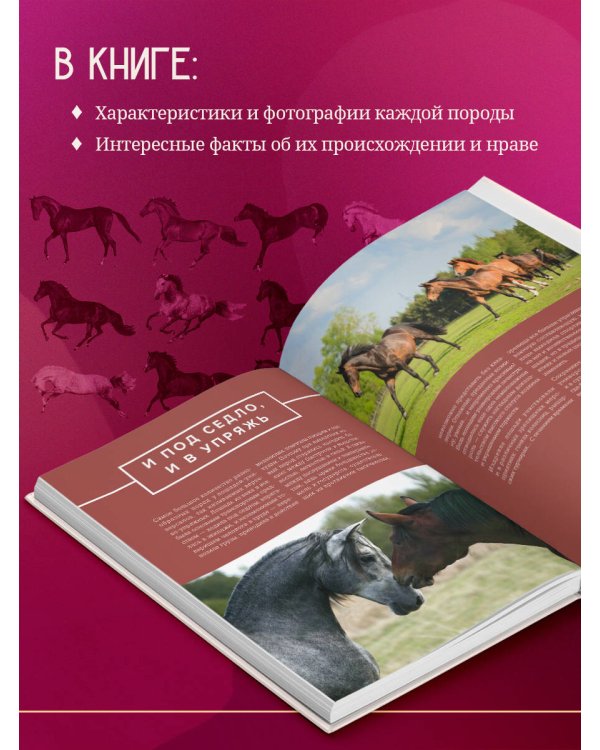 Лошади. Иллюстрированный гид по самым популярным породам