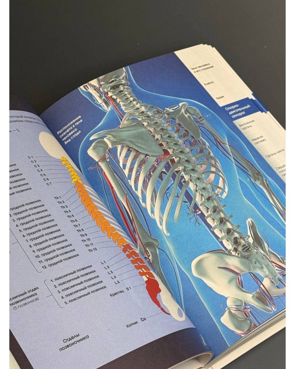 Популярный атлас анатомии человека