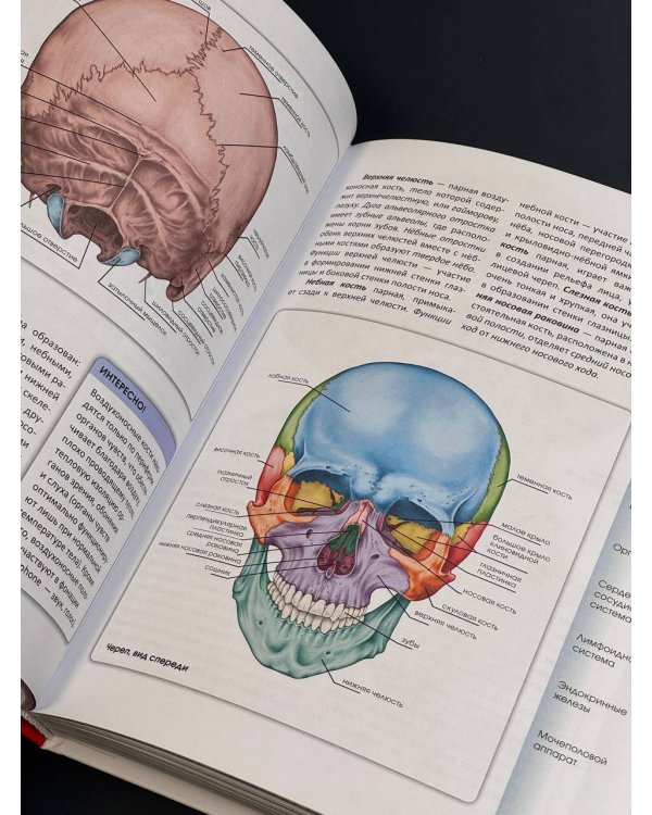 Популярный атлас анатомии человека