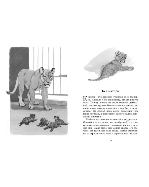 Фомка - белый медвежонок